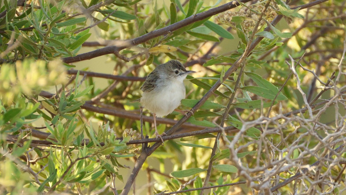 Madagascar Cisticola - ML647545673