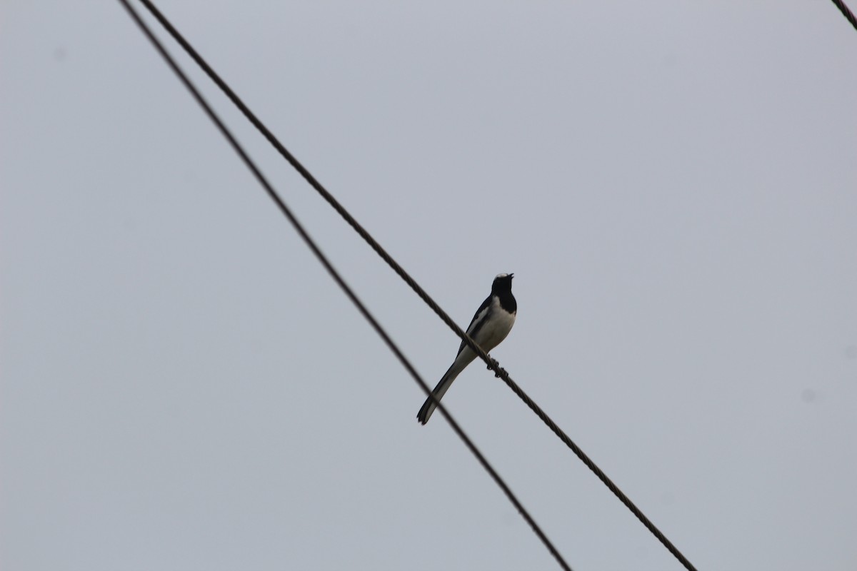 White-browed Wagtail - ML647545674
