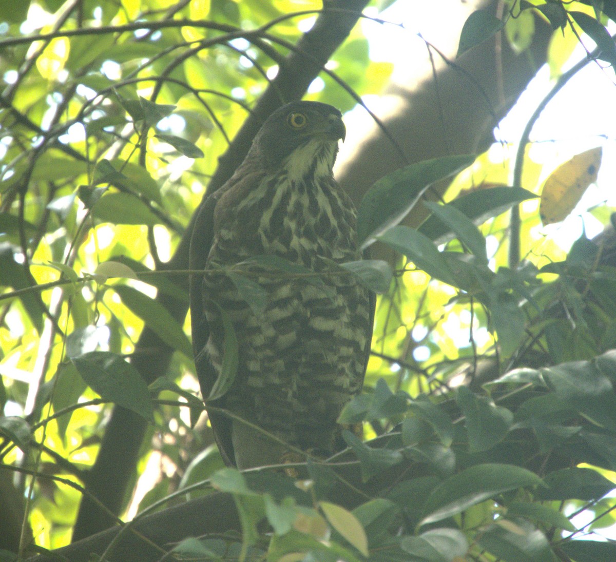 Crested Goshawk - ML647545675