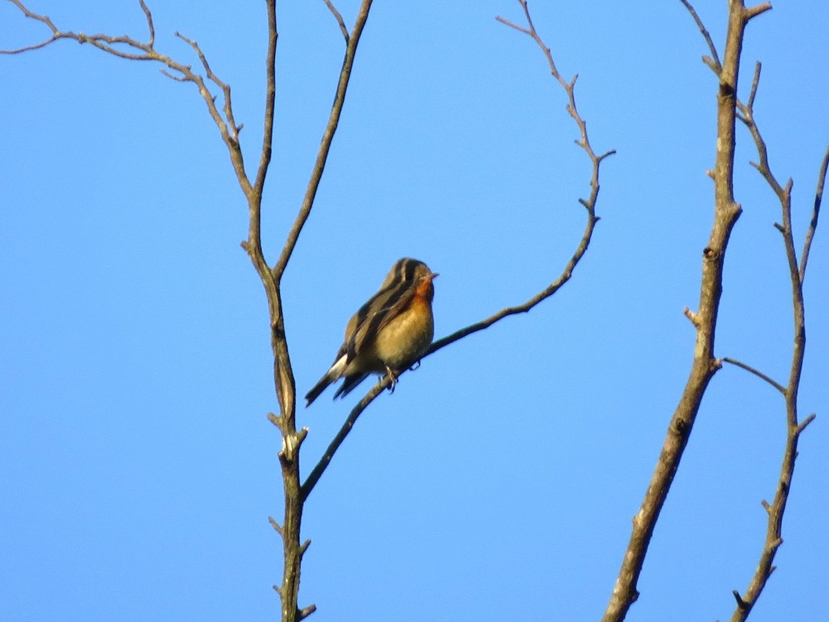 Mugimaki Flycatcher - ML647545676