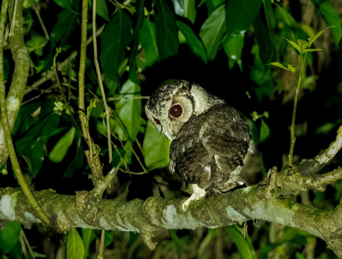 Collared Scops-Owl - ML647545677
