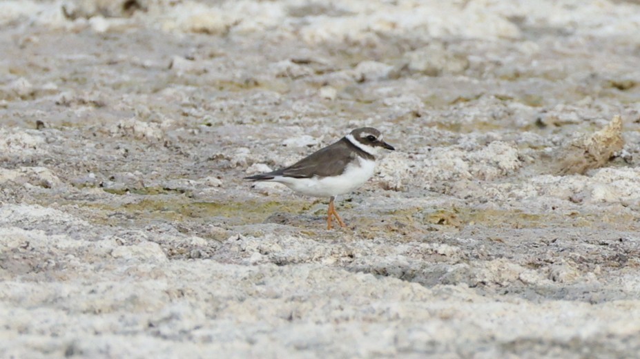 Common Ringed Plover - ML647545680