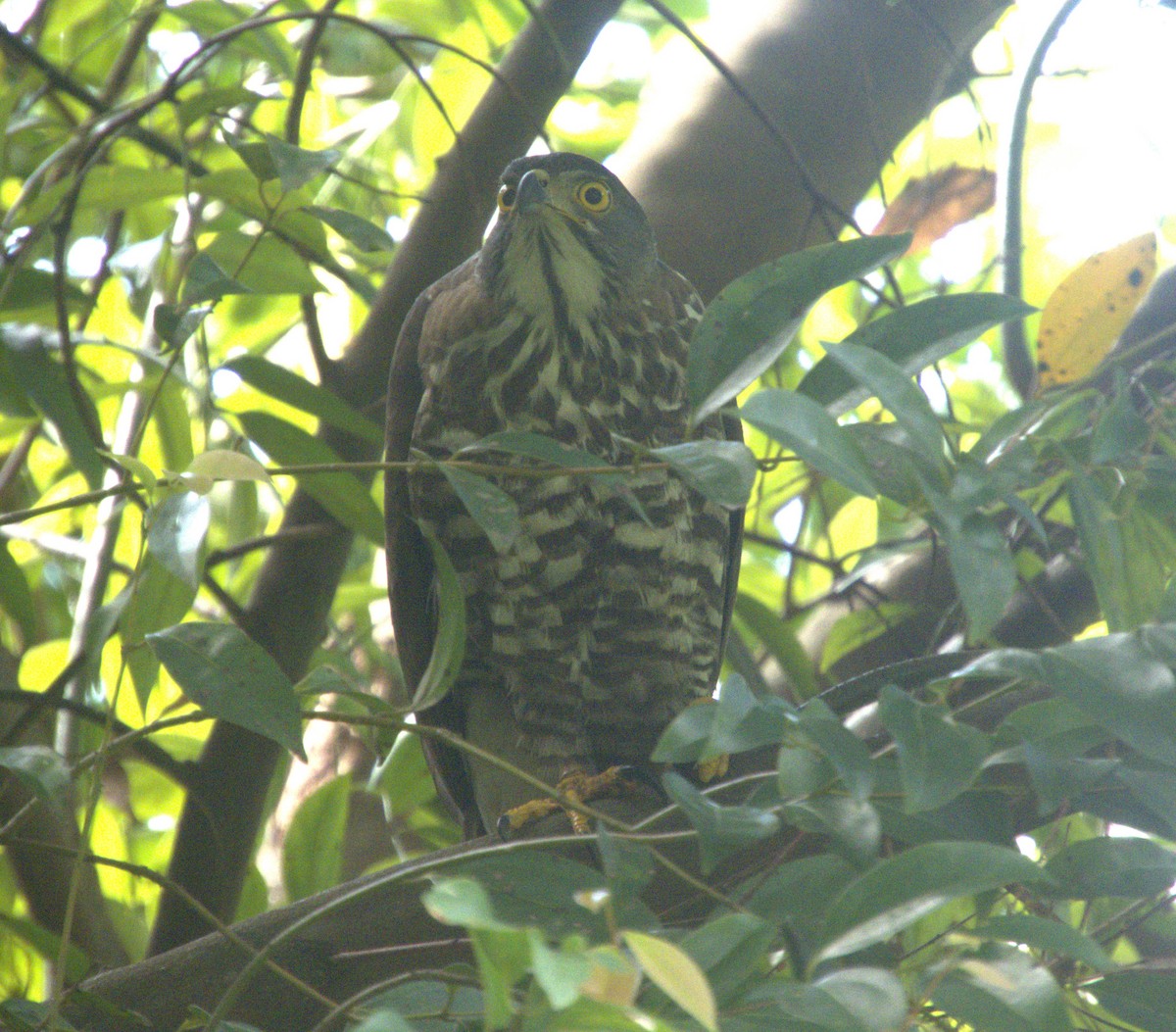 Crested Goshawk - ML647545681
