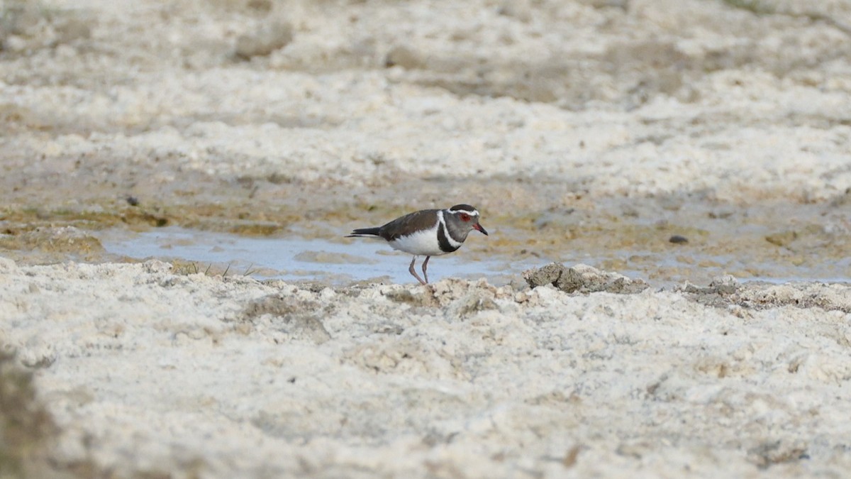 Chorlitejo Tricollar (Malgache) - ML647545683