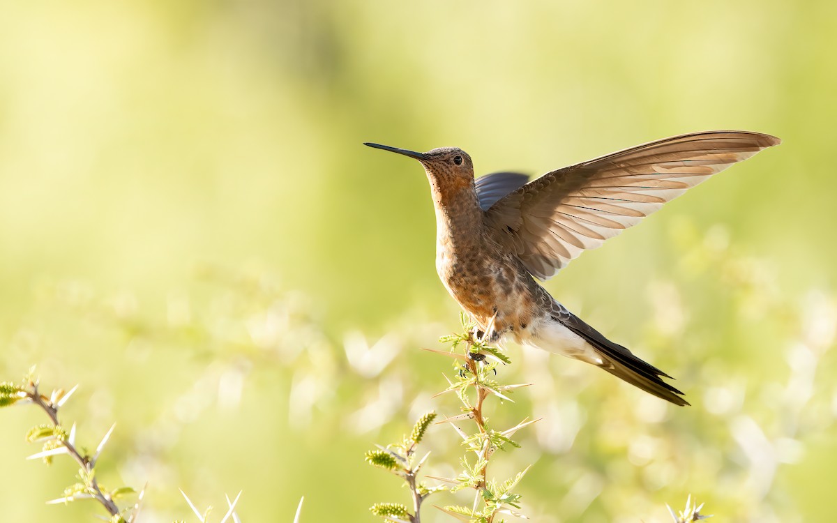 kolibřík velký - ML647545744