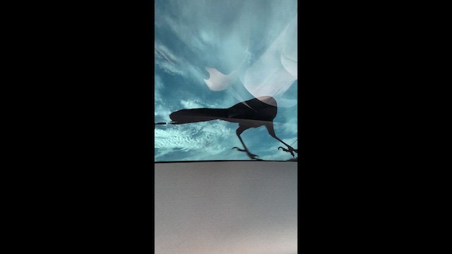 Great-tailed Grackle - ML647545754