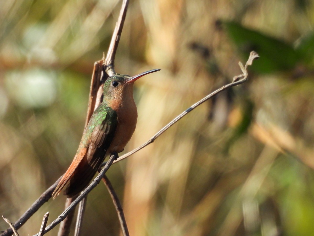 Cinnamon Hummingbird - ML647545767