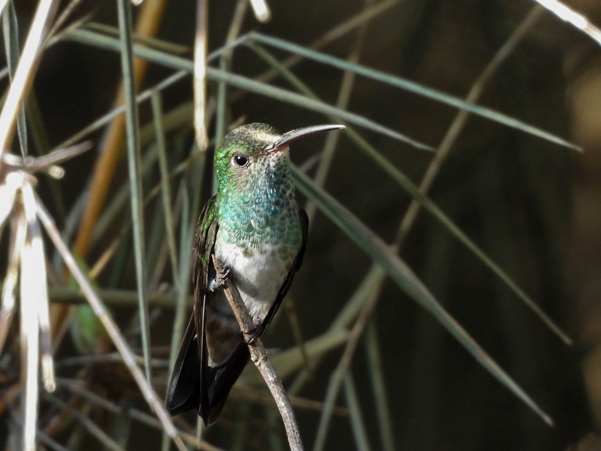 Amazilia Hondureña - ML647545769