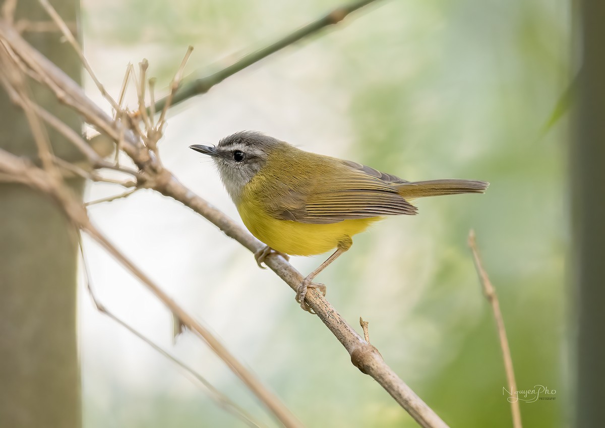 Yellow-bellied Warbler - ML647545775