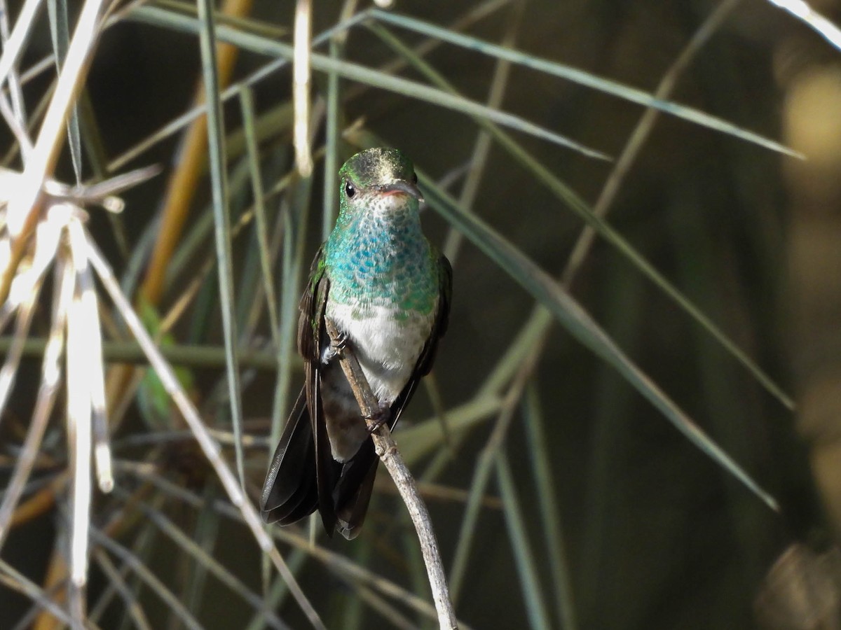 Amazilia Hondureña - ML647545780