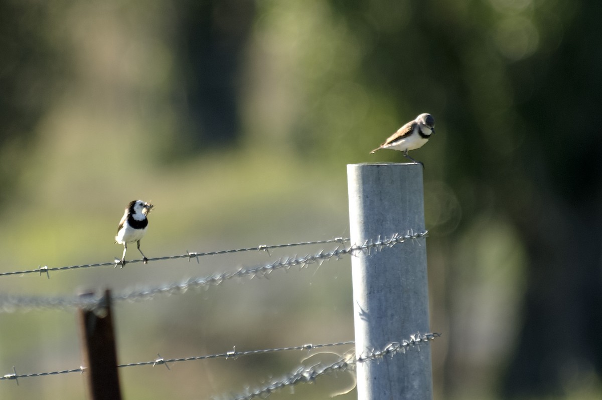 White-fronted Chat - ML647545783