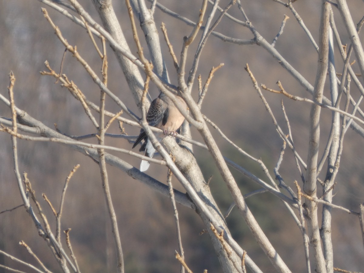 Oriental Turtle-Dove - ML647545788