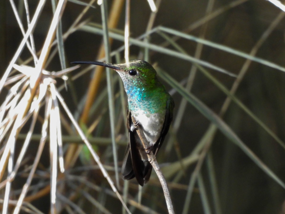 Amazilia Hondureña - ML647545790