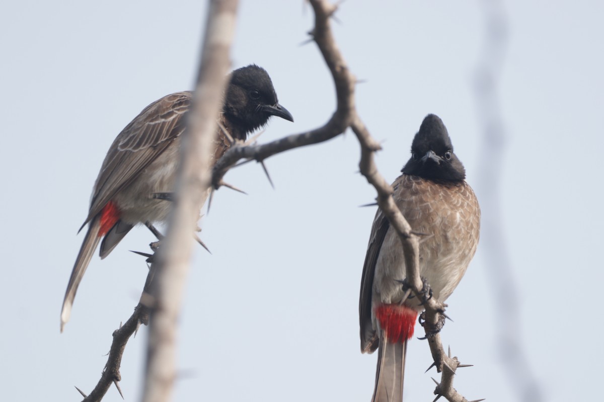 Red-vented Bulbul - ML647545791