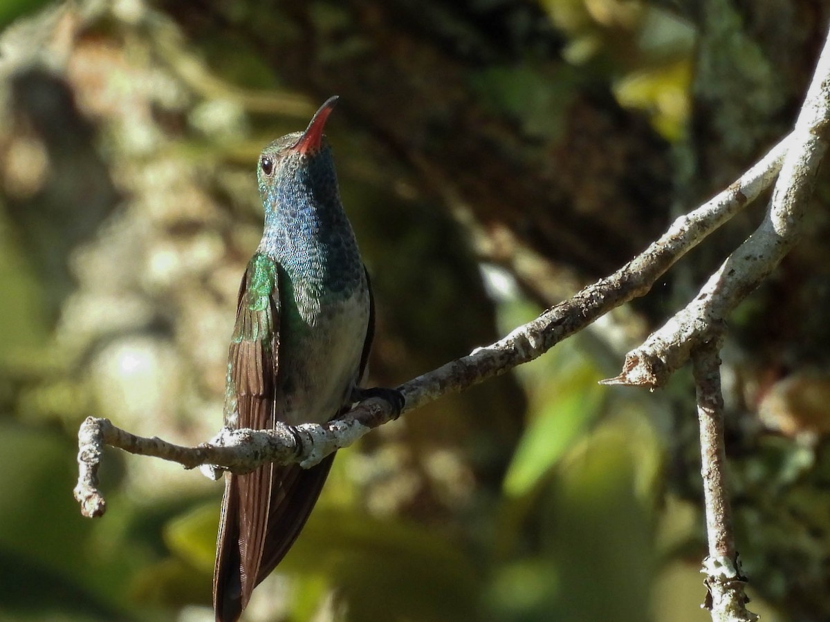 Honduran Emerald - ML647545793
