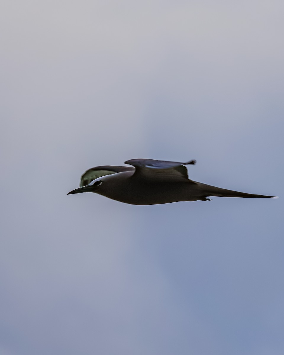 Black Noddy - ML647545794