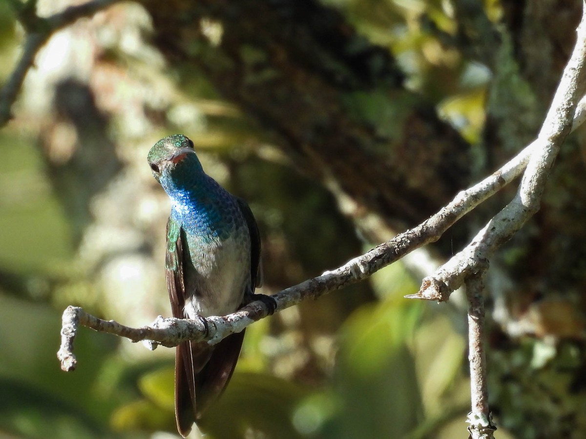 Honduran Emerald - ML647545795