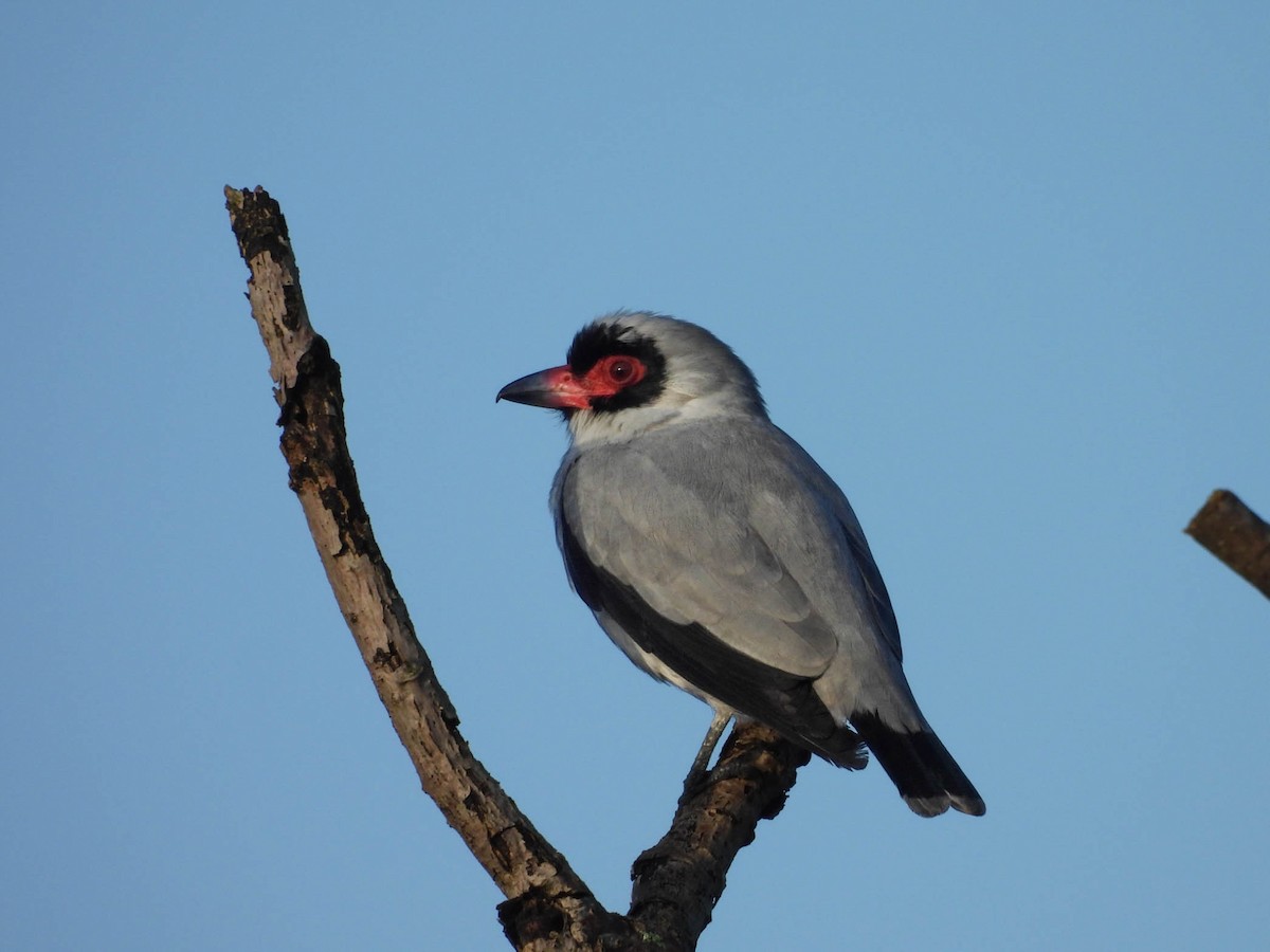 Masked Tityra - ML647545804