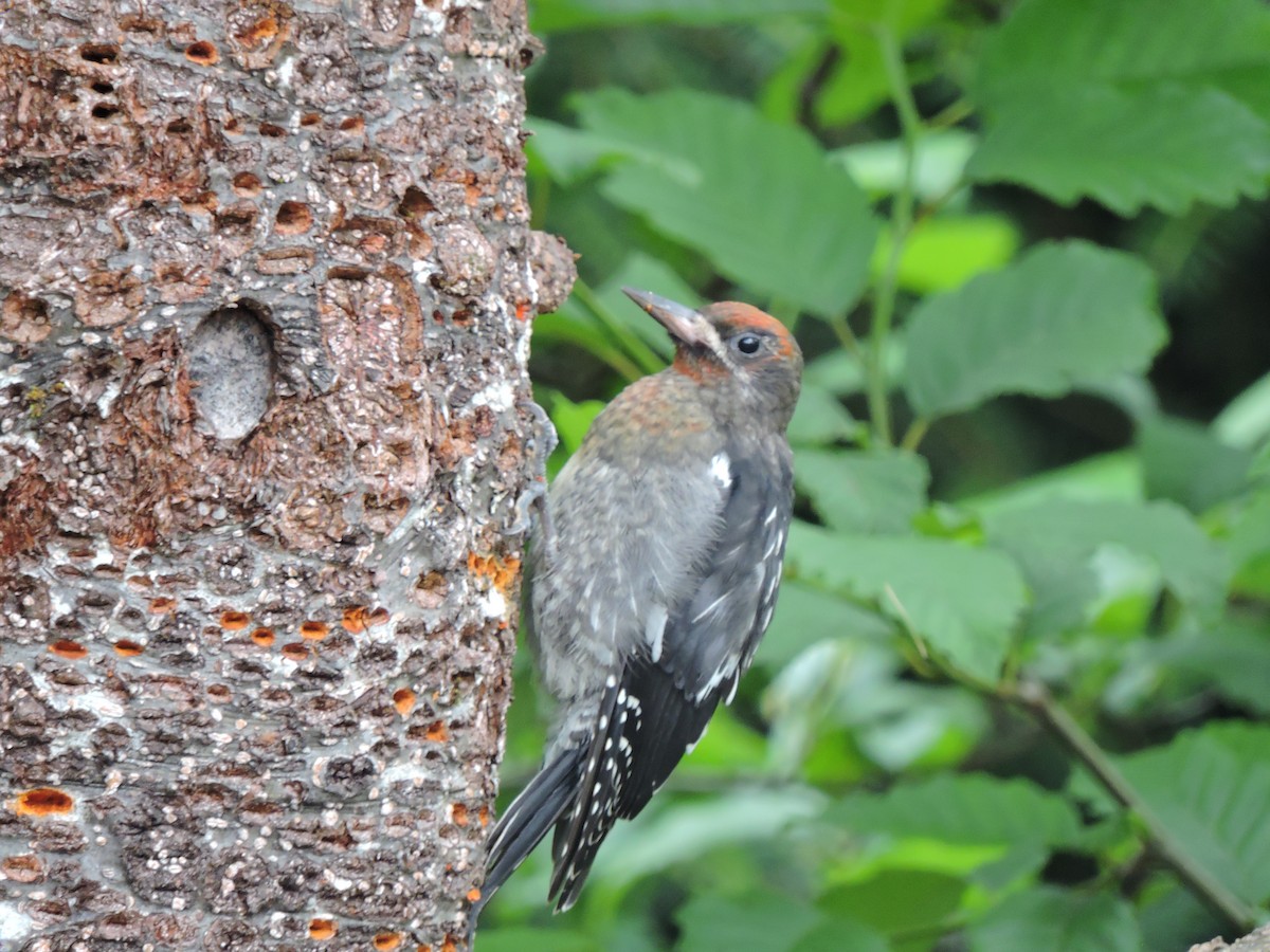 Red-breasted Sapsucker - ML64754581