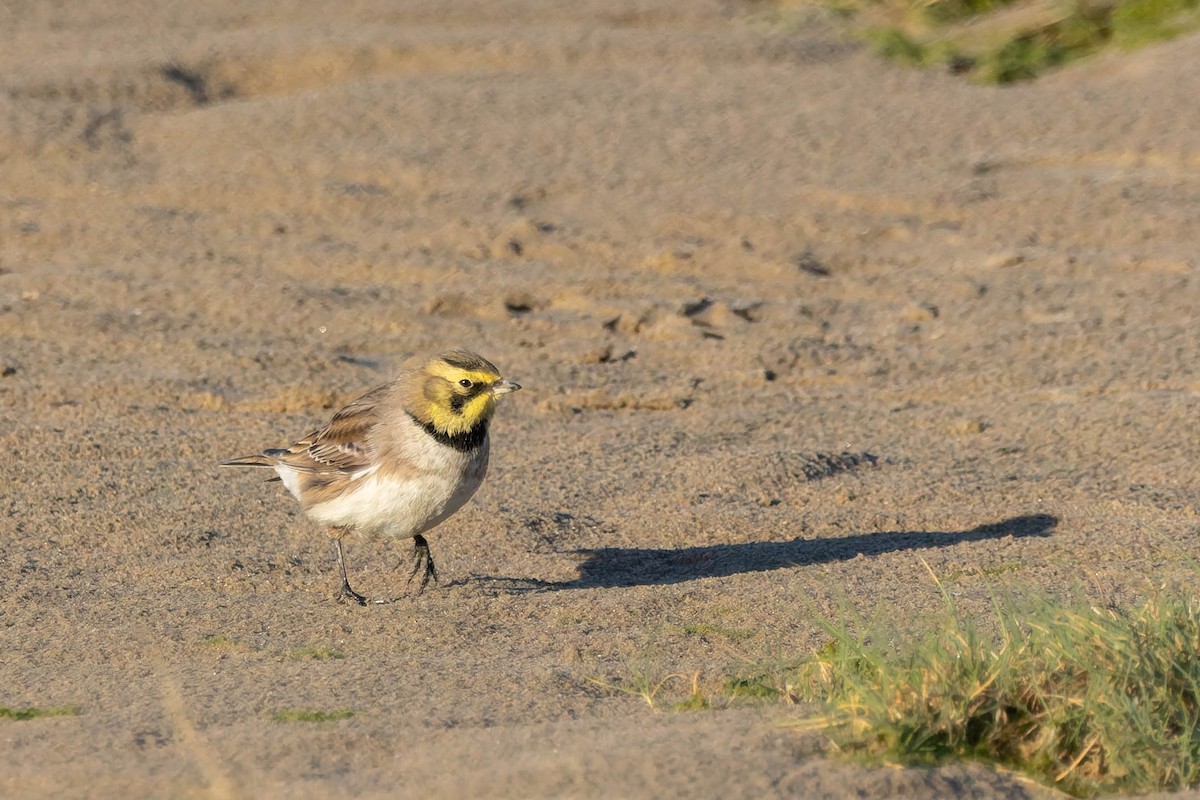 Horned Lark - ML647545811