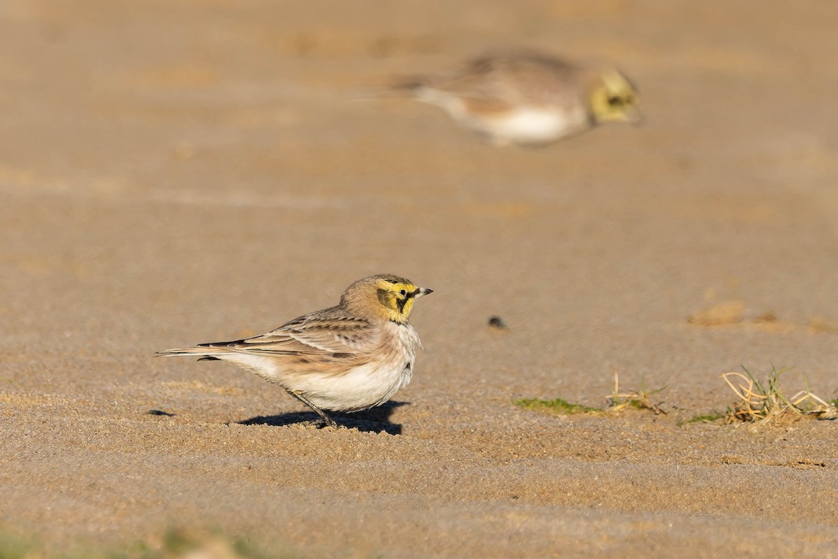 Horned Lark - ML647545812