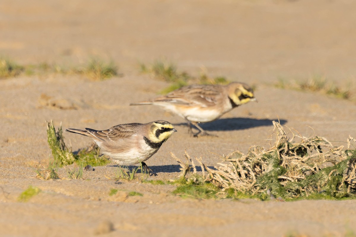 Horned Lark - ML647545813