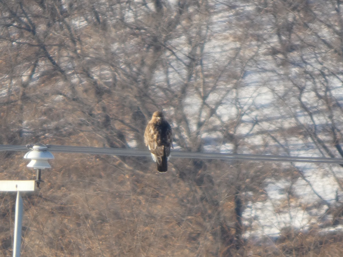 Eastern Buzzard - ML647545814