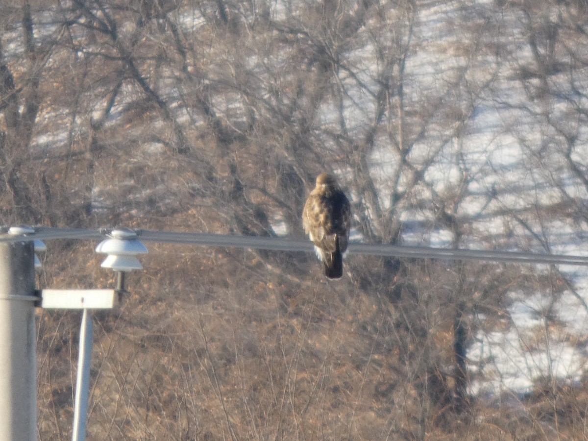 Eastern Buzzard - ML647545815