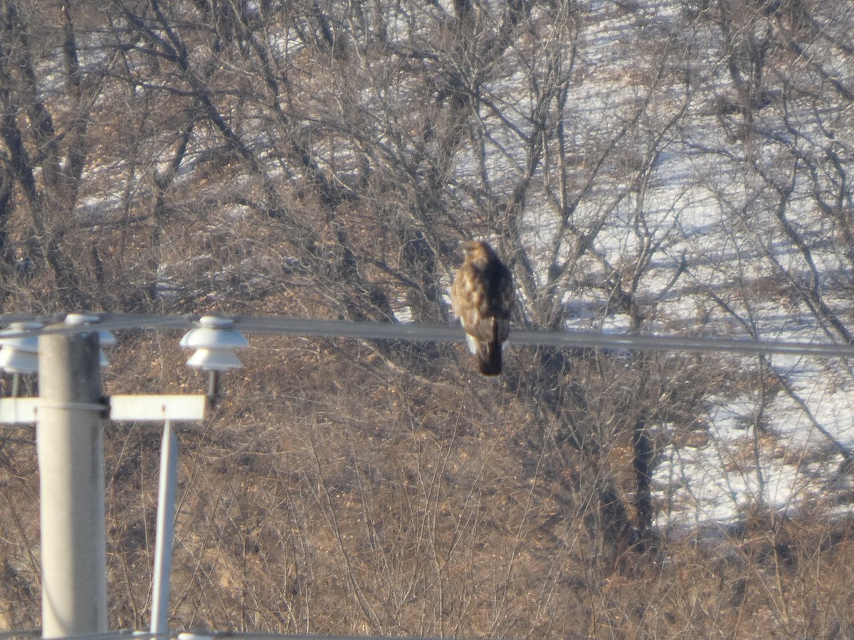 Eastern Buzzard - ML647545816