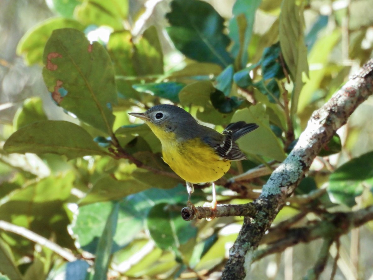 Magnolia Warbler - ML647545817