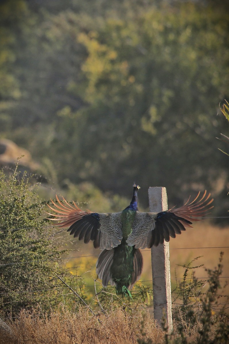 Indian Peafowl - ML647545818