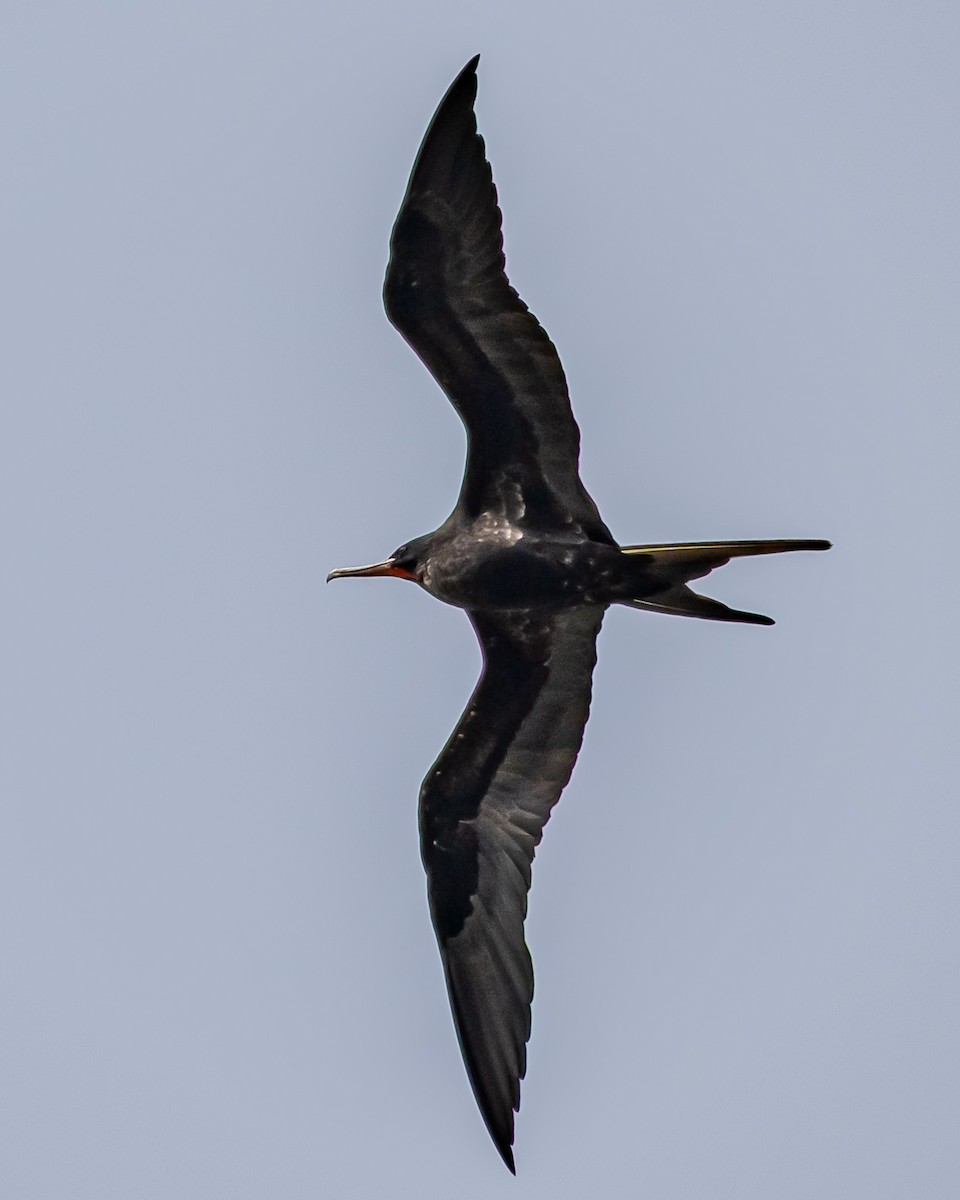 Great Frigatebird - ML647545820