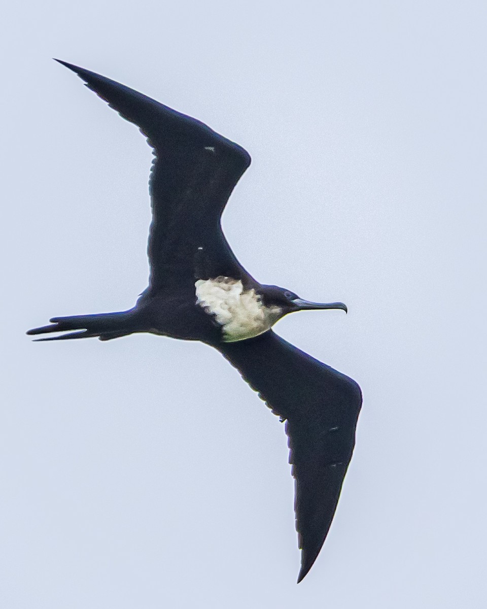Lesser Frigatebird - ML647545821