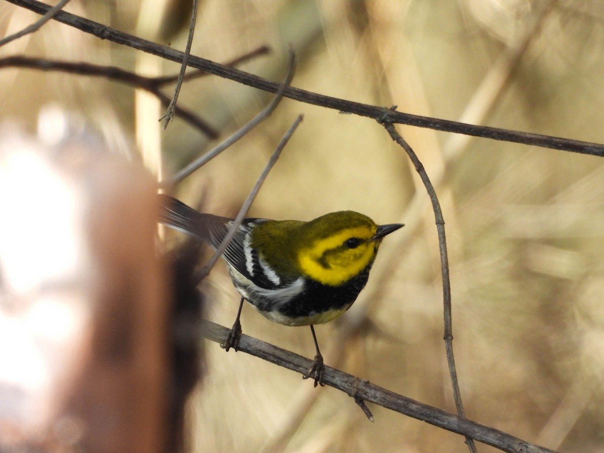 Black-throated Green Warbler - ML647545822