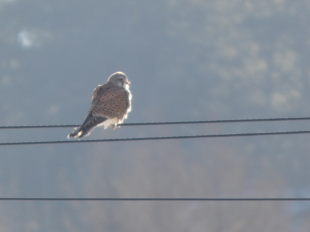 Eurasian Kestrel - ML647545823
