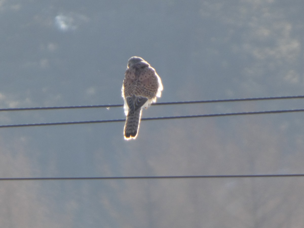 Eurasian Kestrel - ML647545824