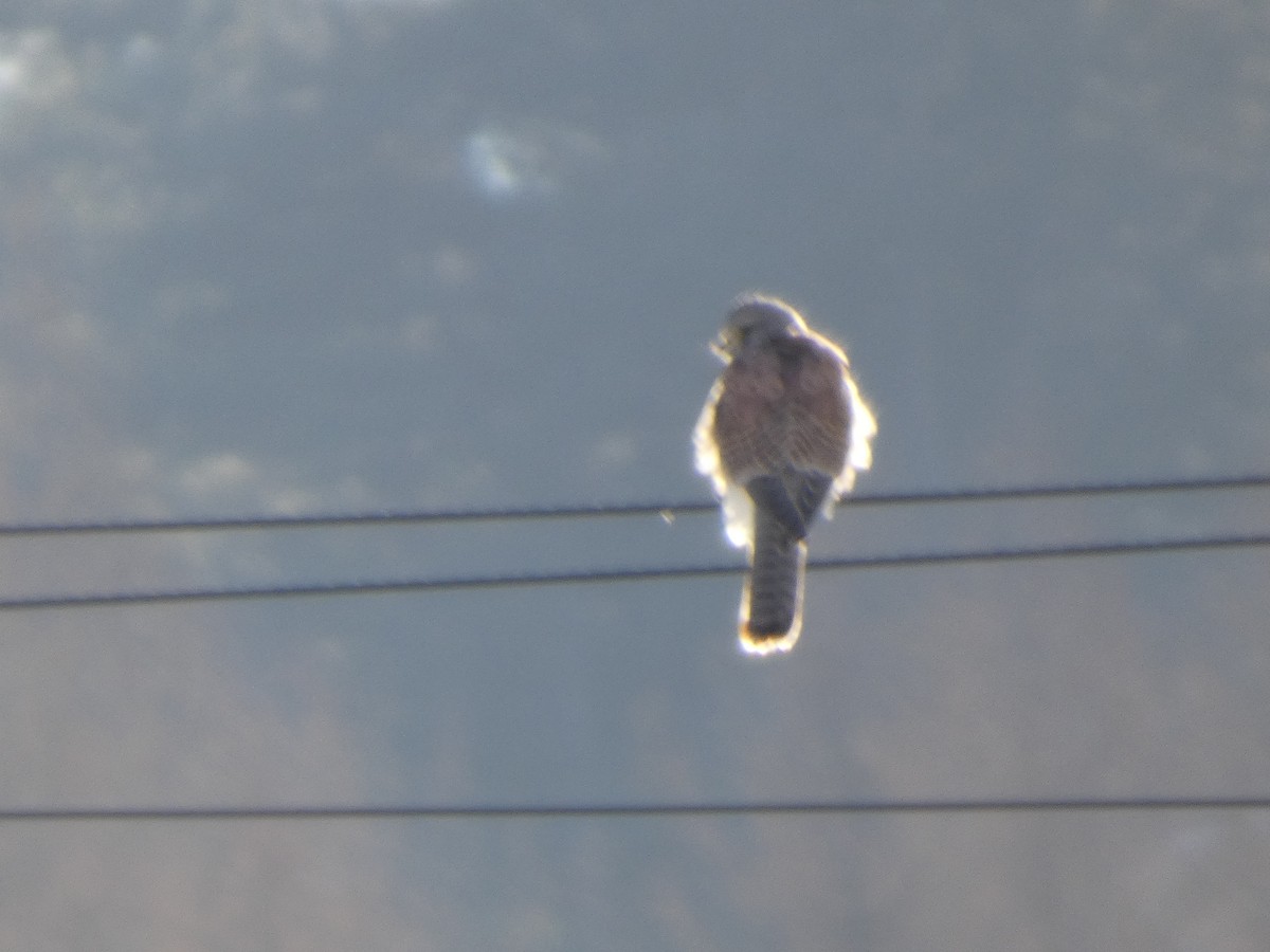 Eurasian Kestrel - ML647545825