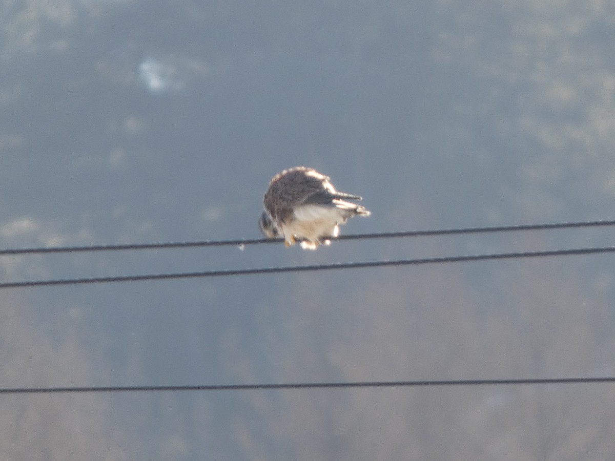 Eurasian Kestrel - ML647545826