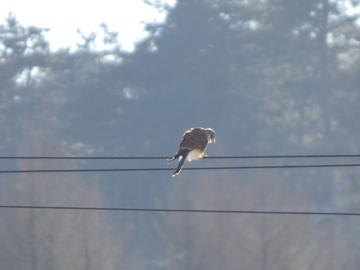 Eurasian Kestrel - ML647545827
