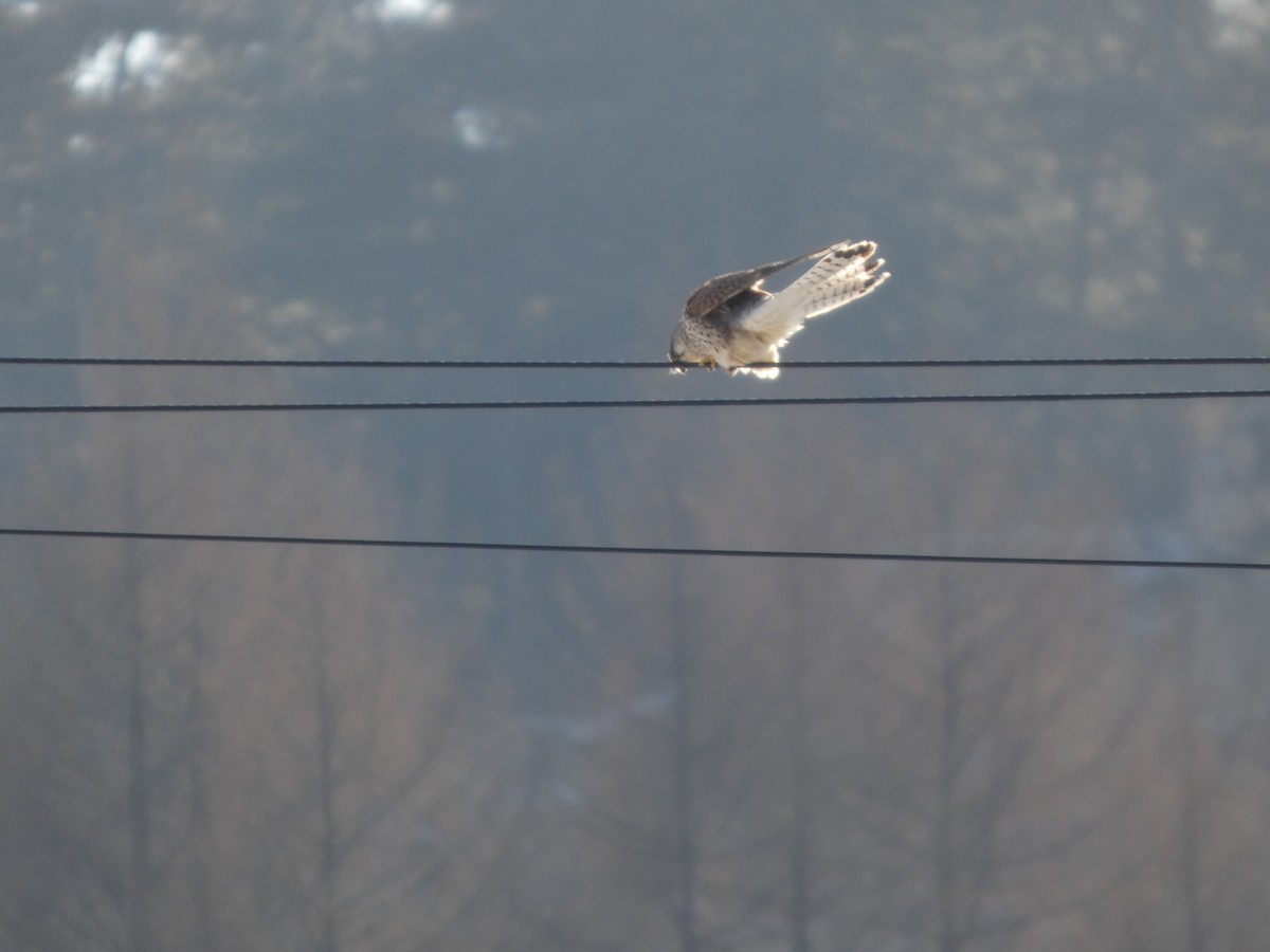 Eurasian Kestrel - ML647545828
