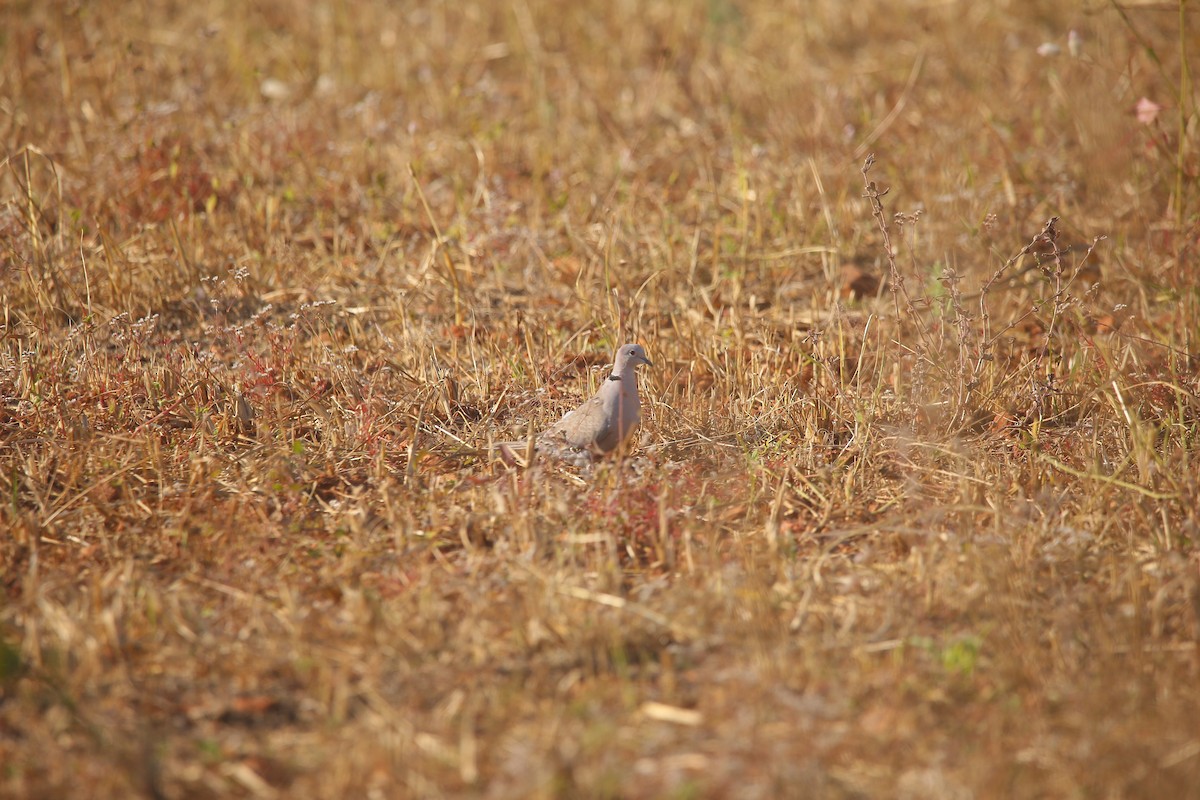 Eurasian Collared-Dove - ML647545829