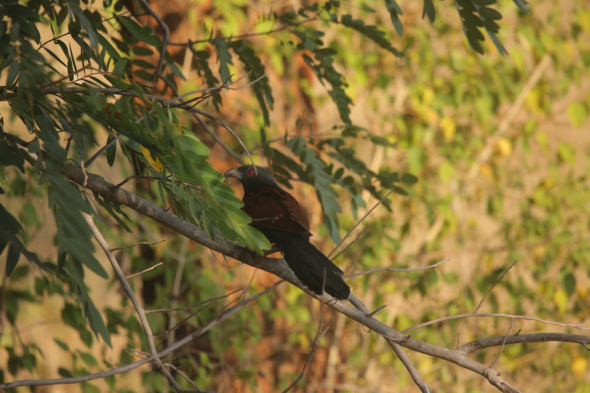 Greater Coucal - ML647545836