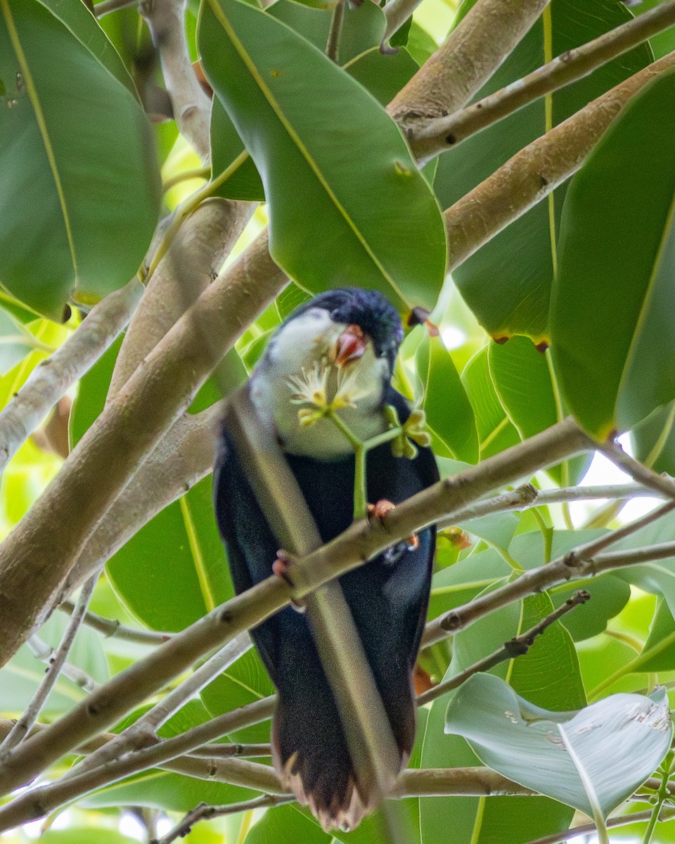 Blue Lorikeet - ML647545837