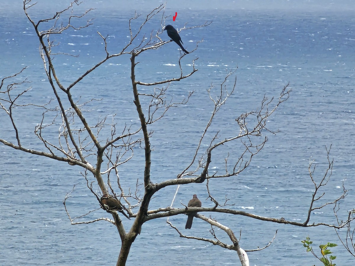 Black Drongo - ML647545842