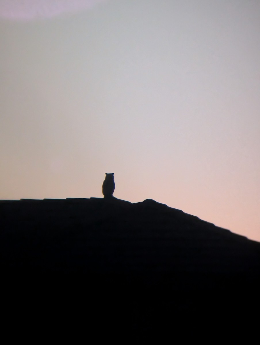 Great Horned Owl - ML647545846