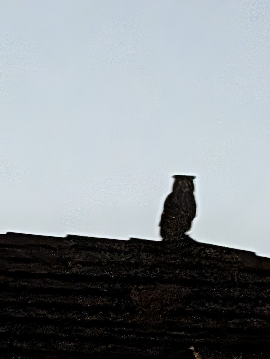 Great Horned Owl - ML647545847