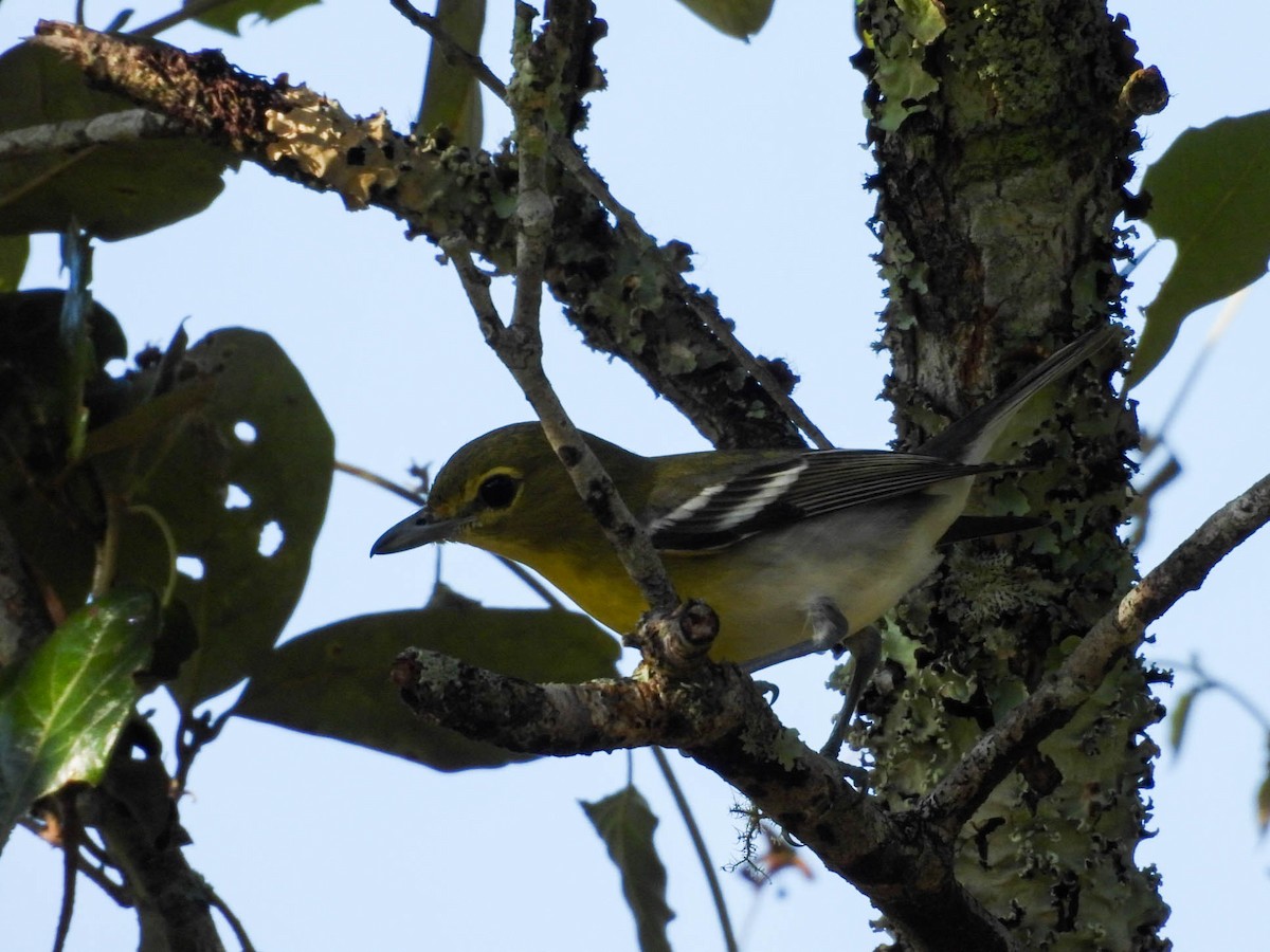 Yellow-throated Vireo - ML647545850