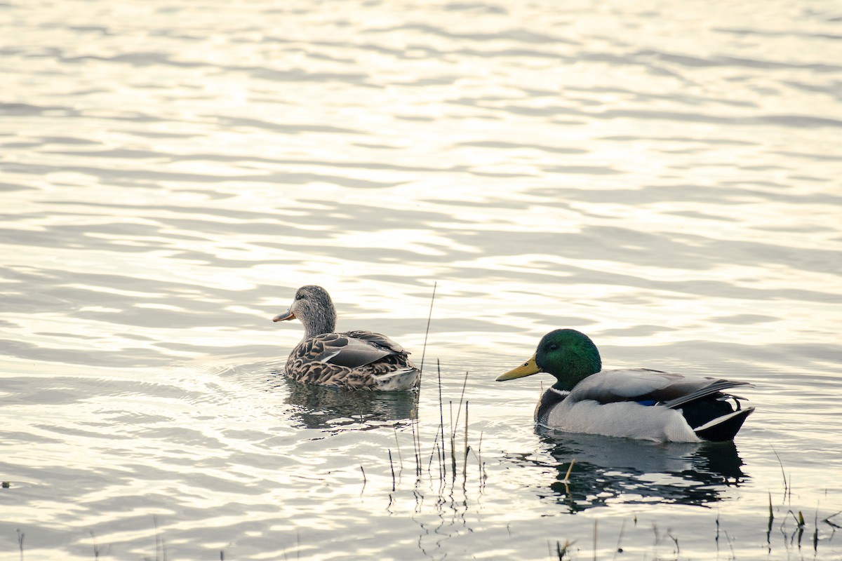 Mallard - ML647545857