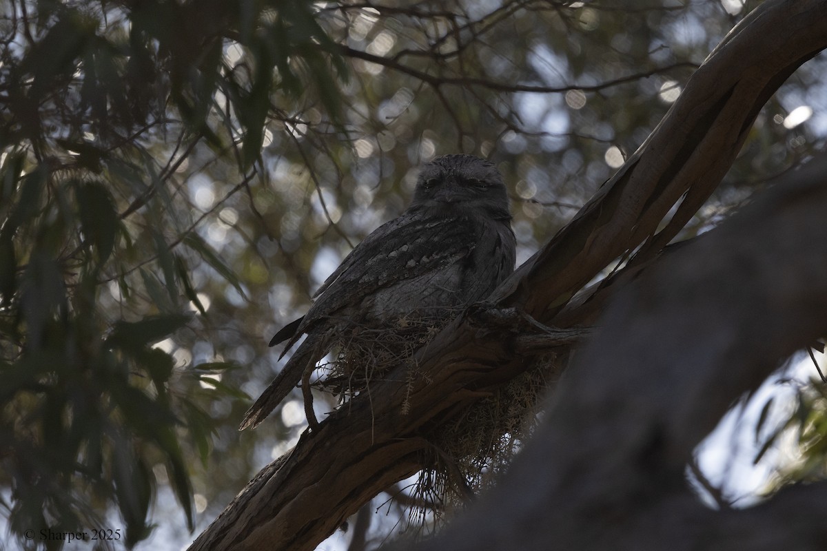 Avustralya Kocaağzı - ML647545864