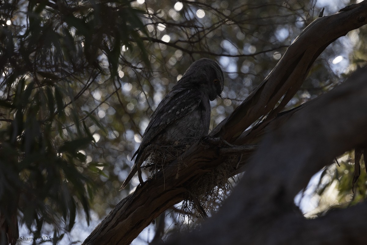 Avustralya Kocaağzı - ML647545876